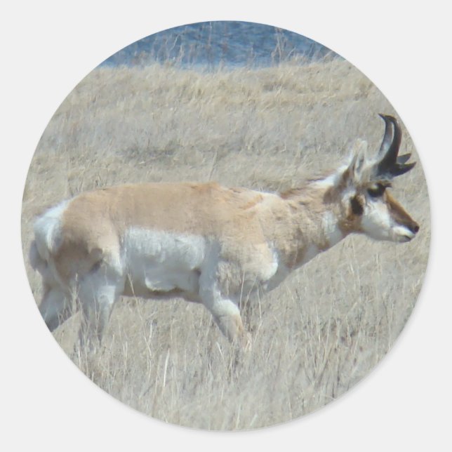 A25 Pronghorn Antelope Young Buck Runder Aufkleber (Vorderseite)