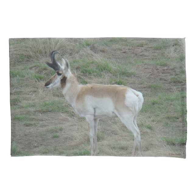 A26 Pronghorn Antelope Buck Kissenbezug (Vorderseite)