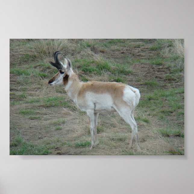 A26 Pronghorn Antelope Buck Poster (Vorne)
