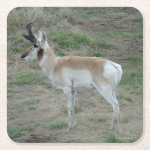 A26 Pronghorn Antelope Young Buck Rechteckiger Pappuntersetzer