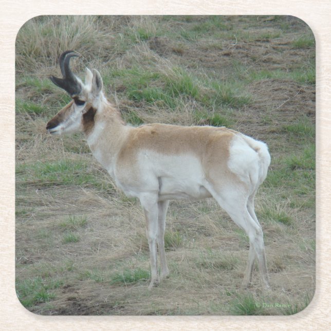 A26 Pronghorn Antelope Young Buck Rechteckiger Pappuntersetzer (Vorderseite)