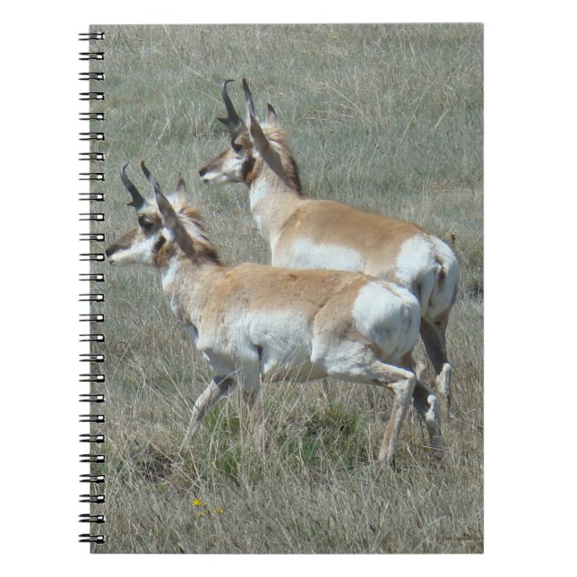 A27 Gabelbock Jungböcke Notizblock (Vorderseite)