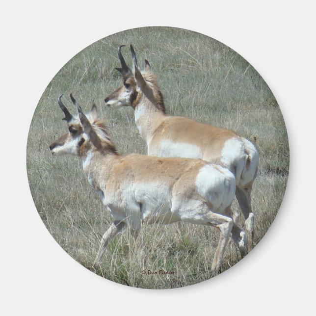 A27 Pronghorn Antelope Young Bucks Magnet (Vorne)
