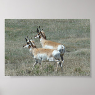 A27 Pronghorn Antelope Young Bucks Poster
