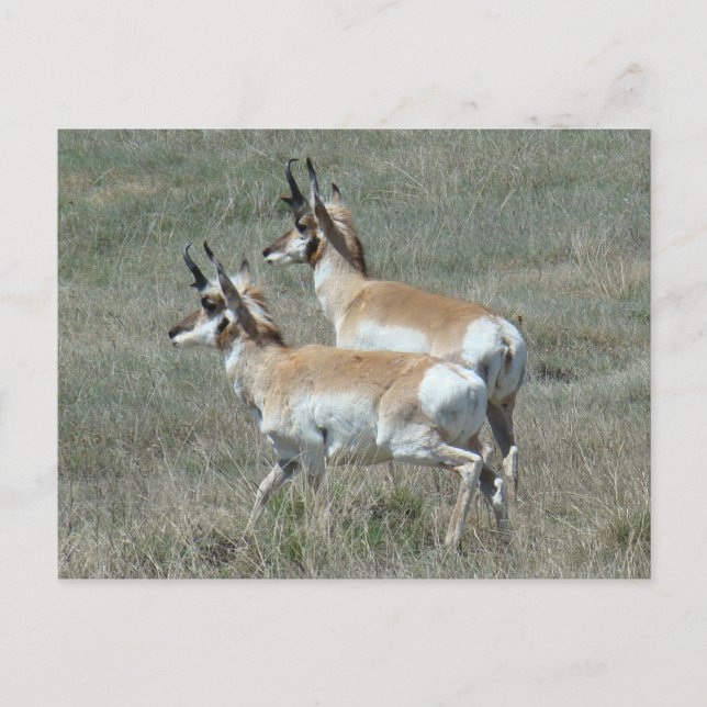 A27 Pronghorn Antelope Young Bucks Postkarte (Vorderseite)