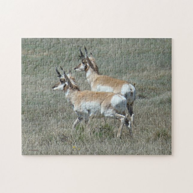 A27 Pronghorn Antelope Young Bucks Puzzle (Horizontal)