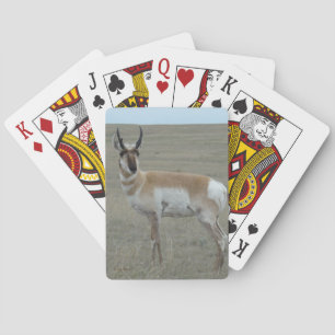 A28 Gabelantilope Junger Bock Spielkarten