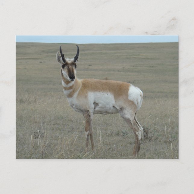 A28 Gabelbock Junger Bock Postkarte (Vorderseite)