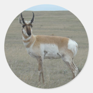 A28 Gabelbock Junger Bock Runder Aufkleber