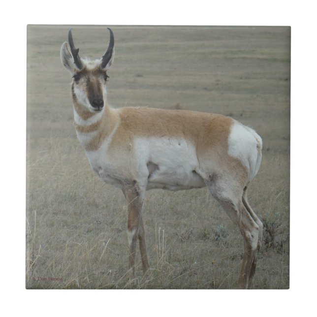 A28 Pronghorn Antelope Young Buck Fliese (Vorderseite)