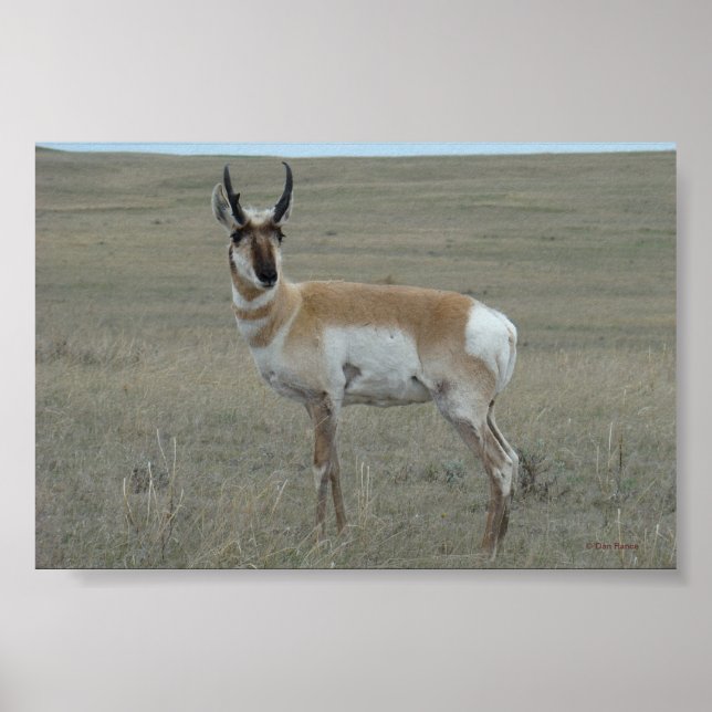 A28 Pronghorn Antelope Young Buck Poster (Vorne)