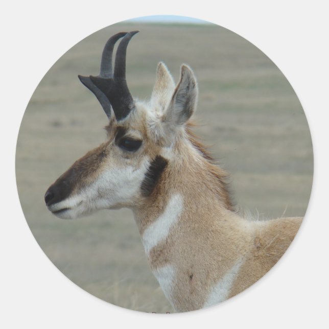 A29 Pronghorn Antelope Head Shot Profile Runder Aufkleber (Vorderseite)