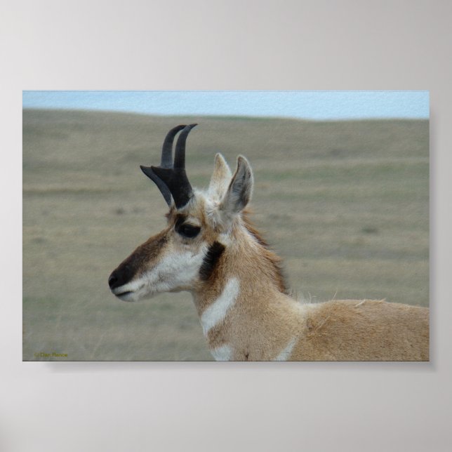 A29 Pronghorn Antelope Young Buck Head Profil Poster (Vorne)