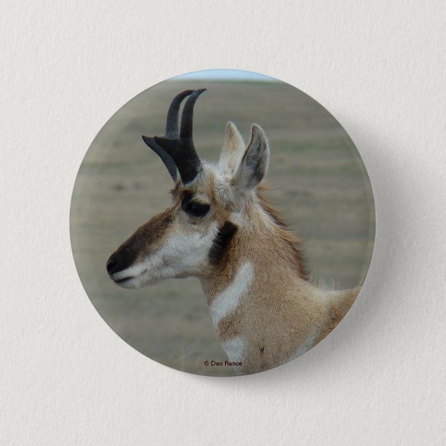 A29 Pronghorn Antilopen-Young Buckhauptprofil Button (Vorderseite)