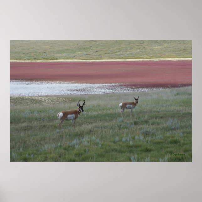 A2 Pronghorn Antelope Poster (Vorne)