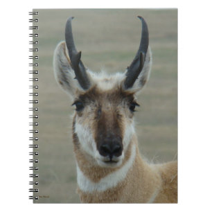 A30 Gabelbock Junger Bock Kopfschuss Notizblock