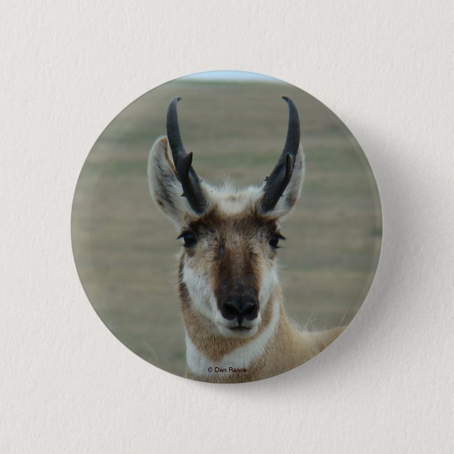 A30 Pronghorn Antelope Young Buck Head Shot Button (Vorderseite)