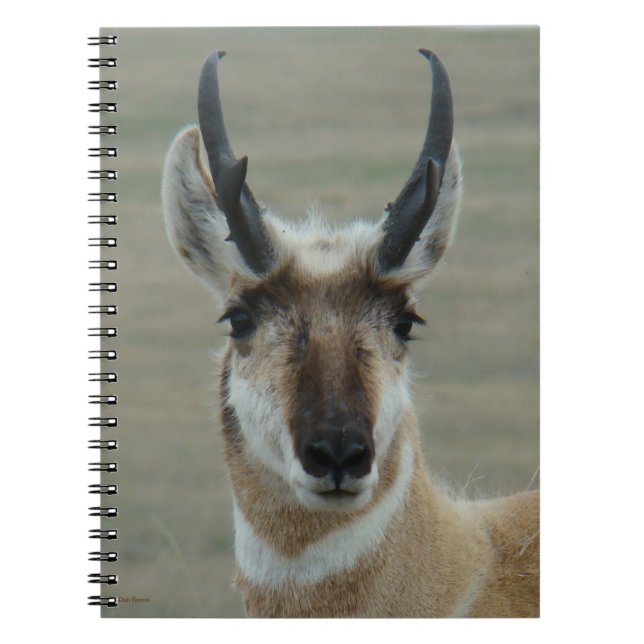 A30 Pronghorn Antelope Young Buck Head Shot Notizblock (Vorderseite)