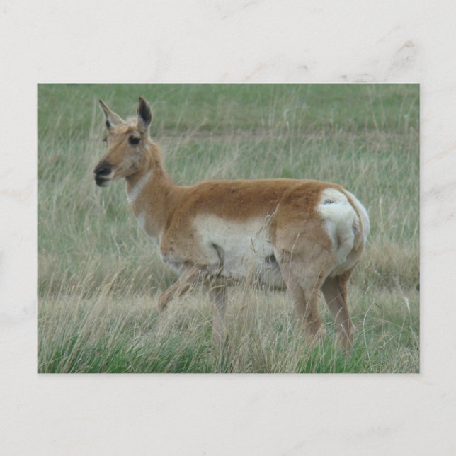 A31 Gabelbock Weibchen Postkarte (Vorderseite)