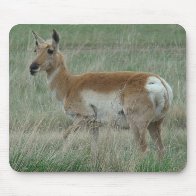 A31 Pronghorn Antelope Doe Mousepad (Vorne)