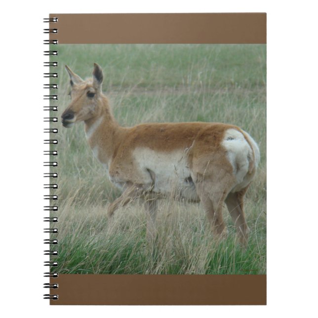 A31 Pronghorn Antelope Doe Notizblock (Vorderseite)