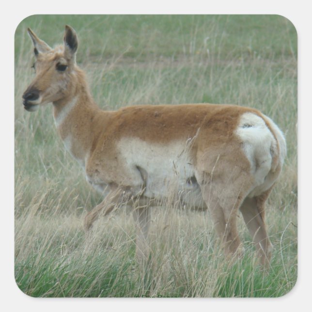 A31 Pronghorn Antelope Doe Quadratischer Aufkleber (Vorderseite)