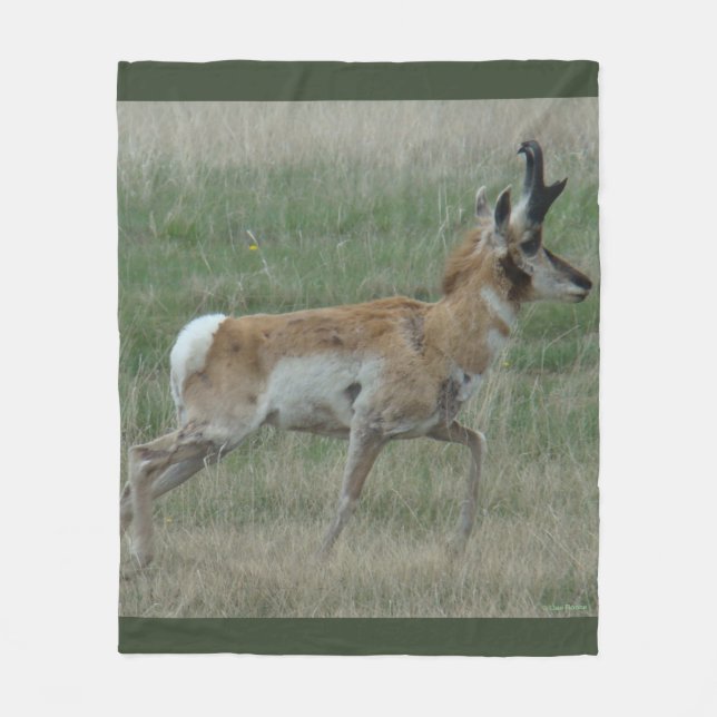 A32 Pronghorn Antelope Buck Fleecedecke (Vorderseite)