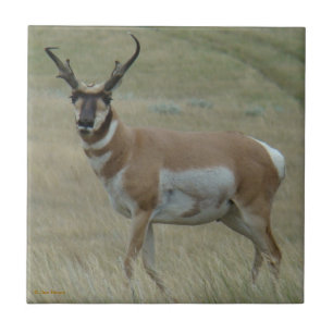 A33 Gabelbock Gehörnte Hörner Fliese