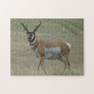 A33 Gabelbock Gehörnte Hörner Puzzle