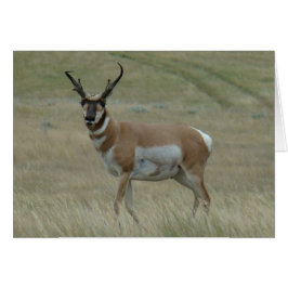 A33 Pronghorn Antelope Big Buck Crooked Horns