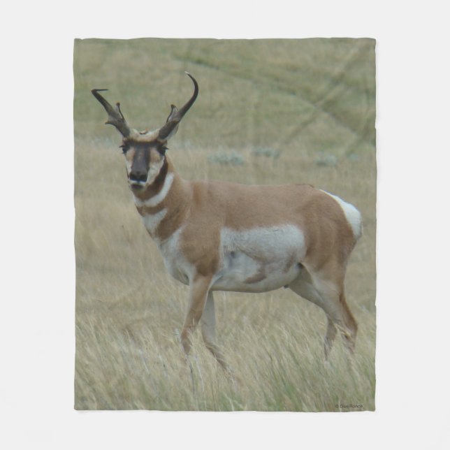 A33 Pronghorn Antelope Big Buck Crooked Horns Fleecedecke (Vorderseite)