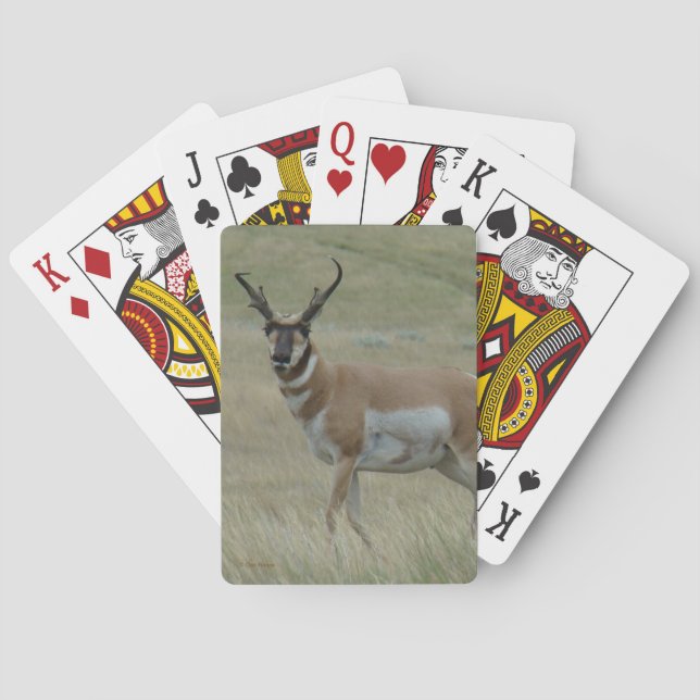 A33 Pronghorn Antelope Buck Crooked Horns Spielkarten (Rückseite)