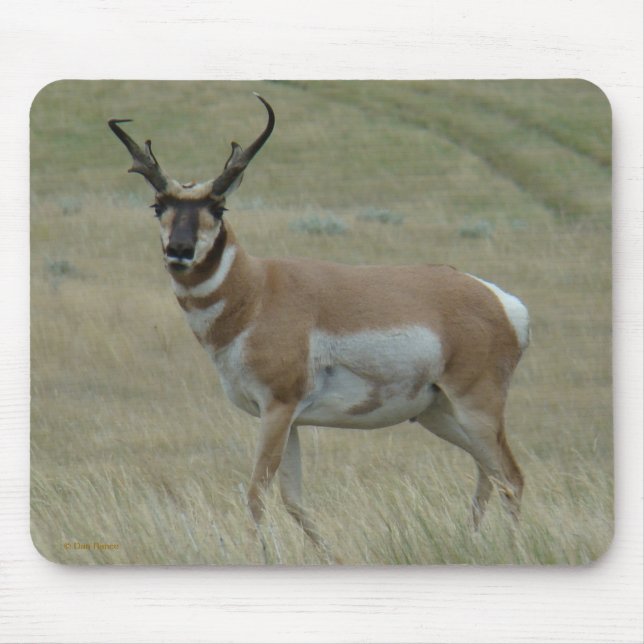 A33 Pronghorn Antilopen-gekrümmter Horn-Dollar Mousepad (Vorne)