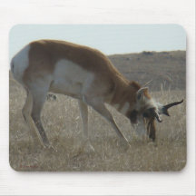 A34 Pronghorn Antelope Buck Crooked Horns