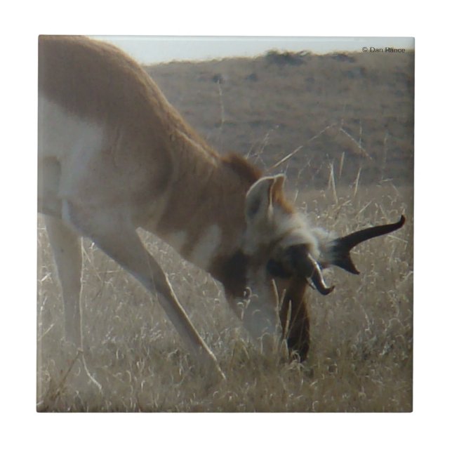 A34 Pronghorn Antelope Crooked Horns Fliese (Vorderseite)