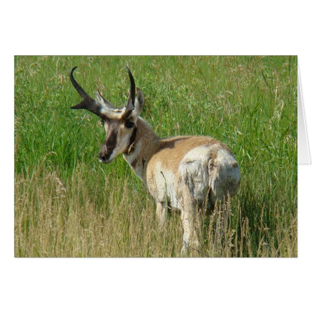 A35 Gabelbockbock (Vorderseite (Horizontal))