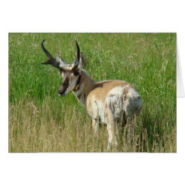 A35 Pronghorn Antelope Buck