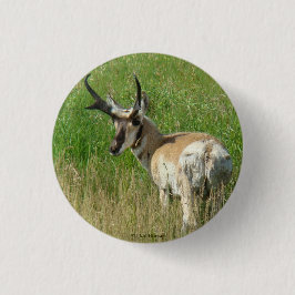 A35 Pronghorn Antelope Buck Button