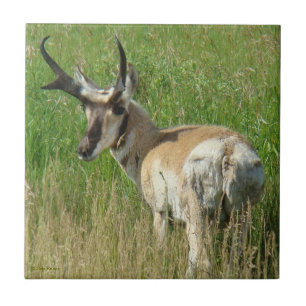 A35 Pronghorn Antelope Buck Fliese