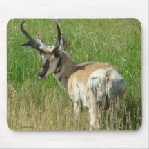 A35 Pronghorn Antilopen-Dollar