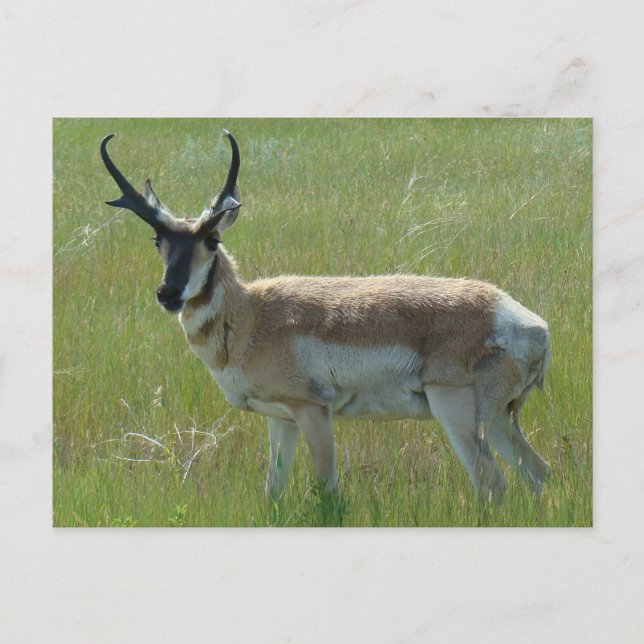 A36 Gabelbockbock Postkarte (Vorderseite)