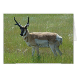 A36 Pronghorn Antelope Big Buck