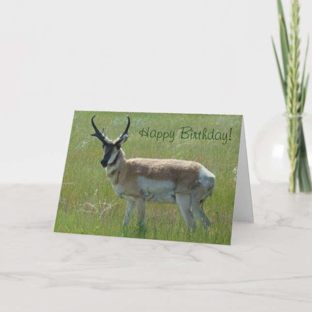 A36 Pronghorn Antelope Big Buck Karte (Vorderseite)
