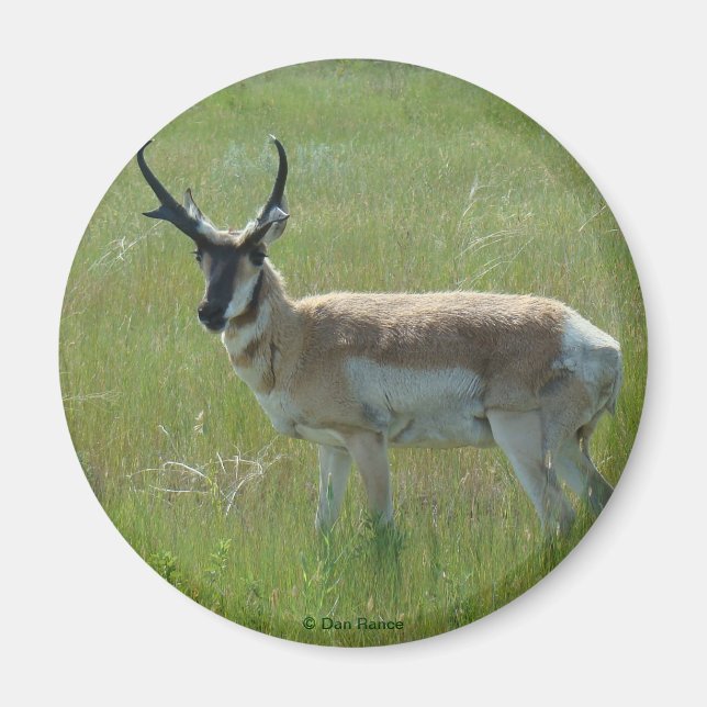A36 Pronghorn Antelope Buck Magnet (Vorne)