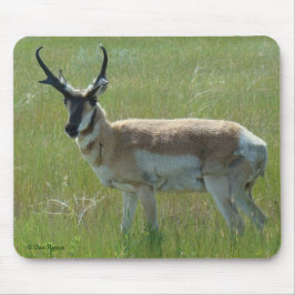 A36 Pronghorn Antelope Buck Mousepad