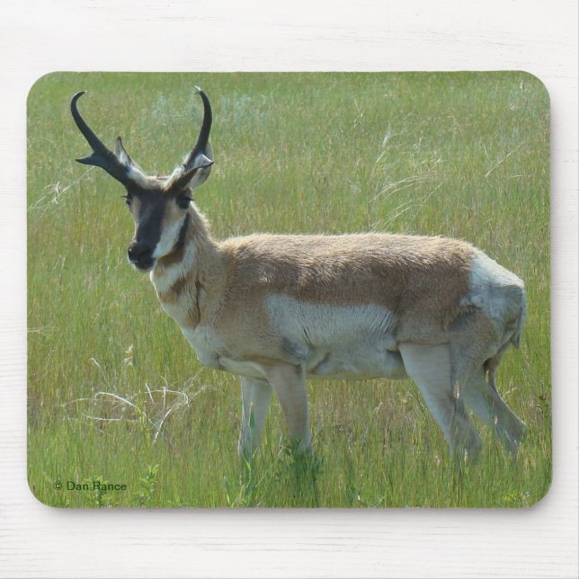 A36 Pronghorn Antelope Buck Mousepad (Vorne)