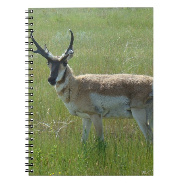 A36 Pronghorn Antelope Buck Notizblock (Vorderseite)