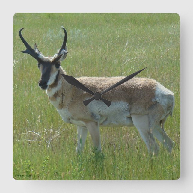 A36 Pronghorn Antelope Buck Quadratische Wanduhr (Vorderseite)