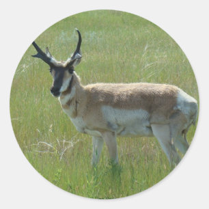 A36 Pronghorn Antelope Buck Runder Aufkleber