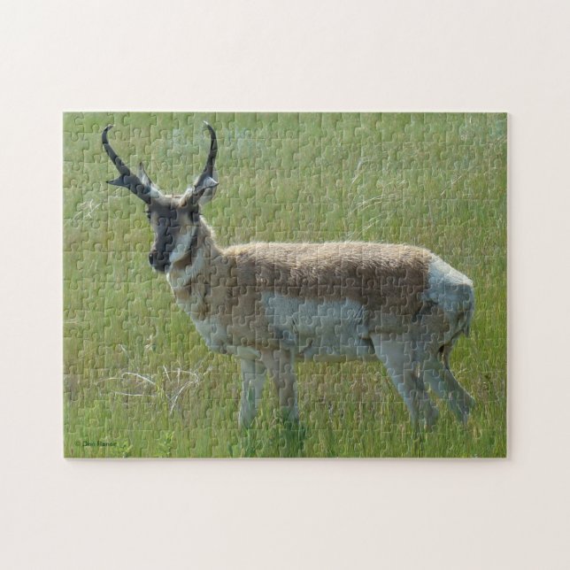 A36 Pronghorn Antilopen-Dollar Puzzle (Horizontal)
